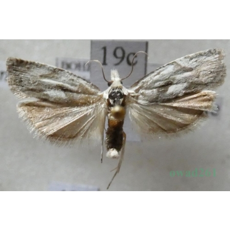 Eucosma metzneriana (Treitschke, 1830) Czech19c
